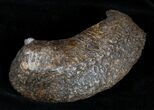 Large Fossil Cetacean (Whale) Ear Bone - Miocene #3494-1